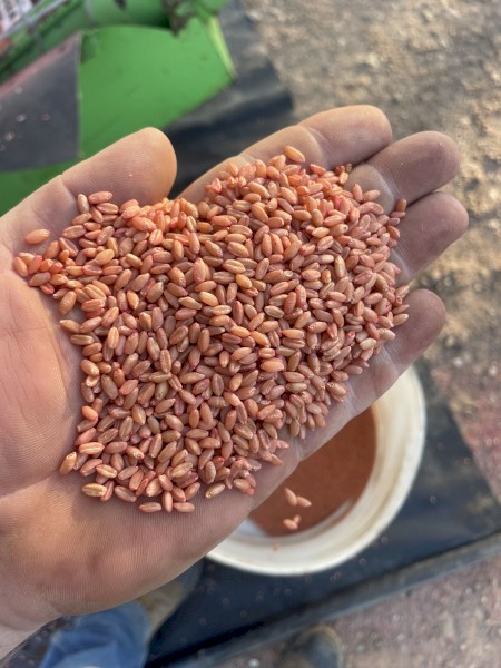 Wheat Seed Septure