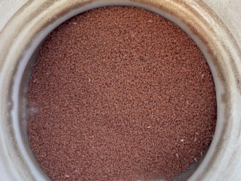 Wheat Seed Septure
