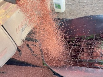Wheat Seed Septure