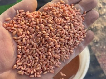 Wheat Seed Septure
