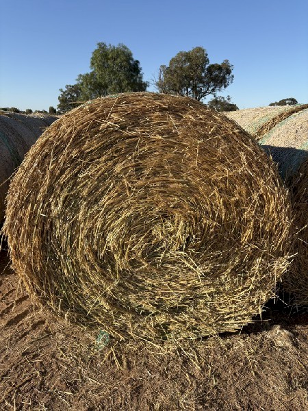 300 mt Wheaten Hay Rolls