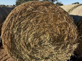 300 mt Wheaten Hay Rolls