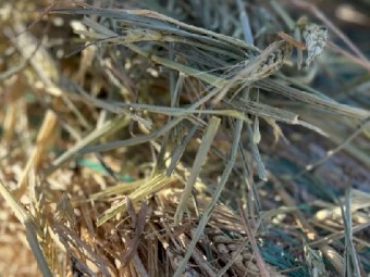 300 mt Wheaten Hay Rolls
