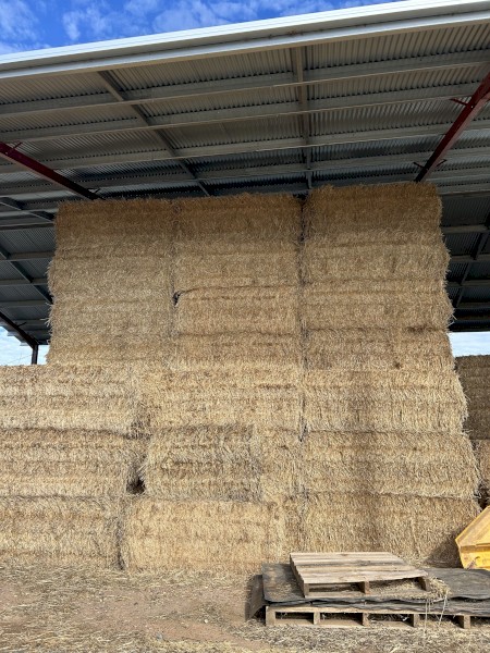 windrowed wheat straw