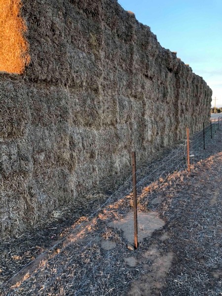 Balansa Clover Hay - No Rain Damage