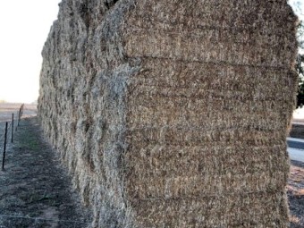 Balansa Clover Hay - No Rain Damage