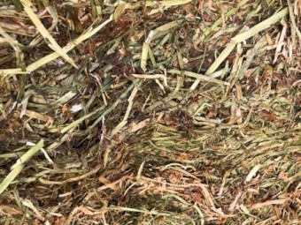 Balansa Clover Hay - No Rain Damage