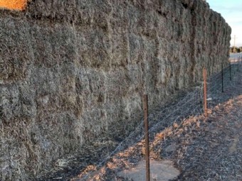 Balansa Clover Hay - No Rain Damage