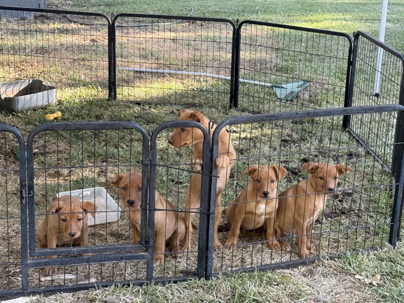 Pure Bred Kelpie Bitches