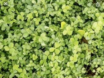 Persian  / Shaftel Clover Seed