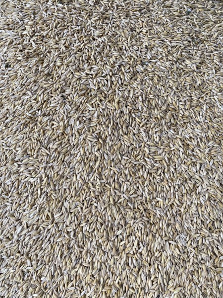5mt Yallara Oats