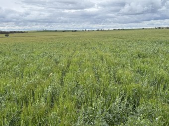 300mt Barley-Vetch Hay 690-700kg 8x4x3 Bales