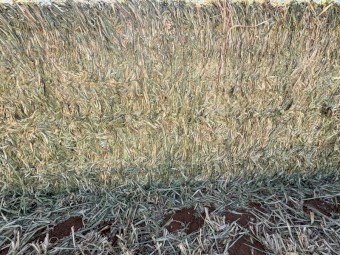 300mt Barley-Vetch Hay 690-700kg 8x4x3 Bales