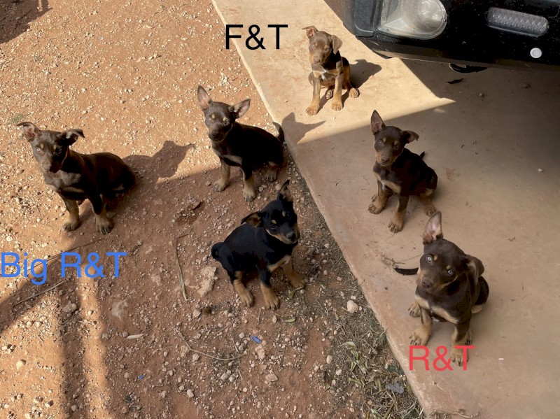 Kelpie pups for sale