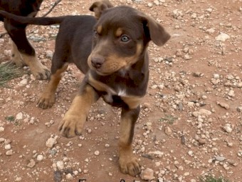 Kelpie pups for sale