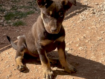 Kelpie pups for sale
