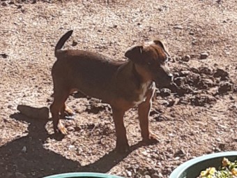 Jack Russell x for sale