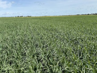 Oaten/Lucerne Hay 8x4x3 or 8x4x4 Bales