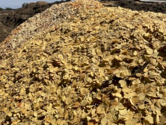 Corn Chips for Stockfeed