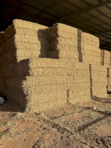 Barley Straw