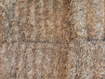 Barley Straw