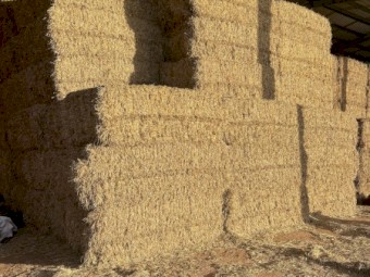 Barley Straw