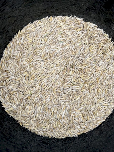 Yallara Oats