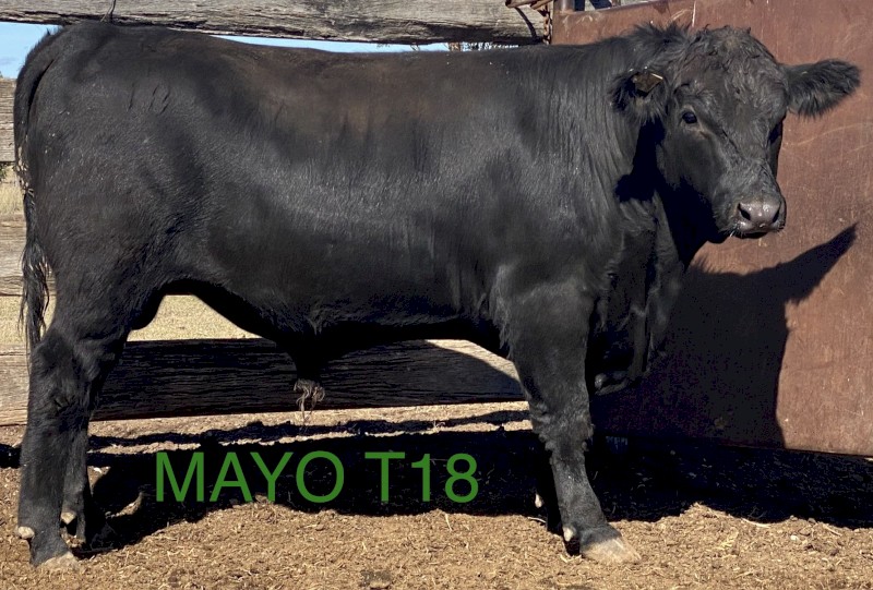 ANGUS BULLS - Registered Herd