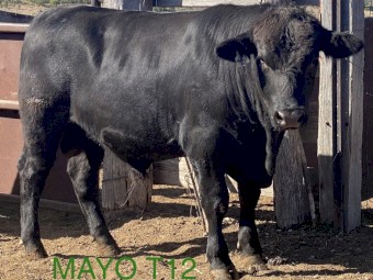 ANGUS BULLS - Registered Herd