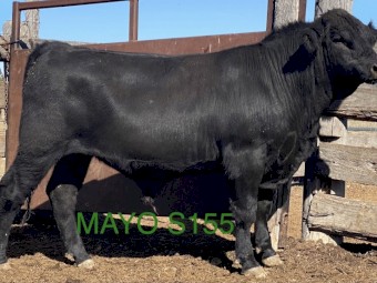 ANGUS BULLS - Registered Herd