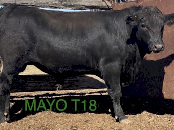 ANGUS BULLS - Registered Herd