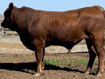 ANGUS BULLS - Registered Herd