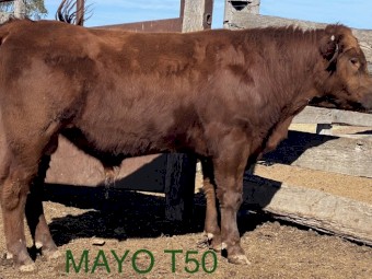 ANGUS BULLS - Registered Herd