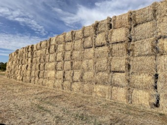 155mt Rye/Barley Hay 645kg 8x4x3 Bales (New Season 22/23)