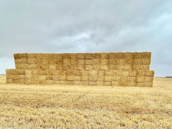 270mt Wheaten Straw 420-450kg 8x4x3 Bales (New Season 22/23)