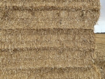 270mt Wheaten Straw 420-450kg 8x4x3 Bales (New Season 22/23)