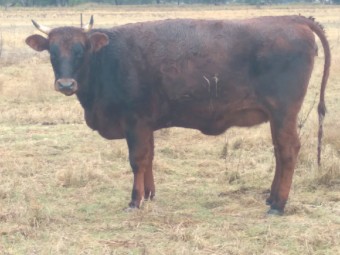 Santa Cross Heifer 