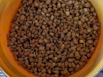 120 Tonne Faba Beans