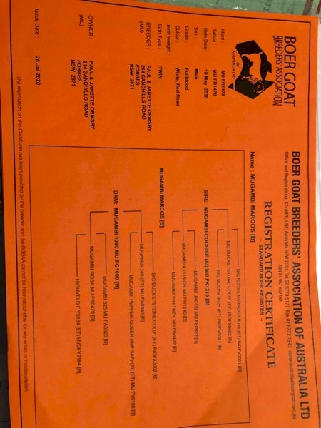 Scanned in kid maiden Boer Does