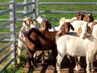 Scanned in kid maiden Boer Does