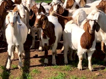 Scanned in kid maiden Boer Does