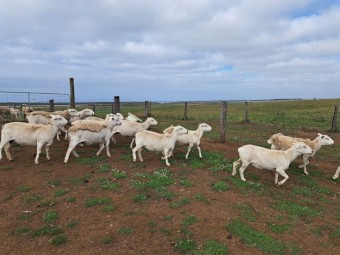 Australian White Ewes x 6