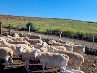 Australian White Ewes x 6