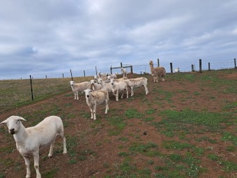 Australian White Ewes x 6
