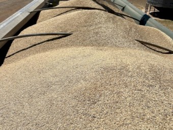 Wallaby Oat Seed 200t available