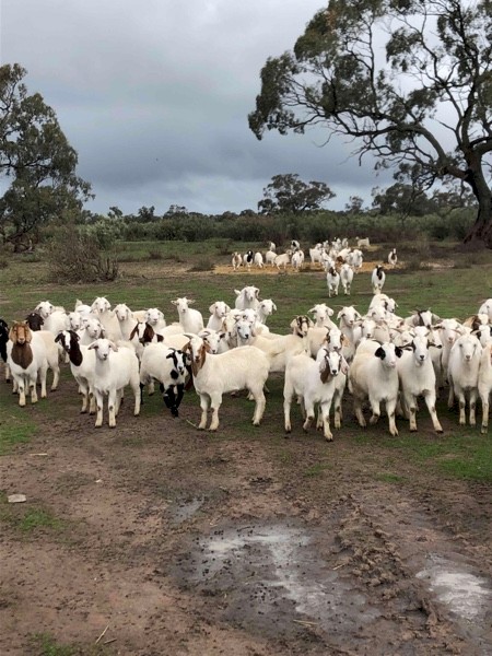 Maiden 1st x Boer Does