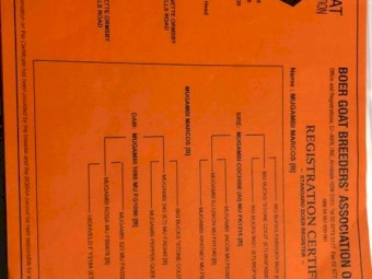 Maiden 1st x Boer Does