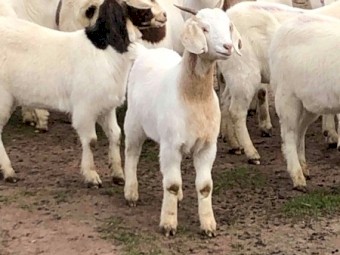 Maiden 1st x Boer Does