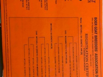 Maiden 1st x Boer Does