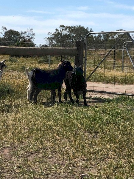 Goats Mixed Sex